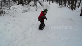 Alaskan Malamute Puppy Dog Sled Training