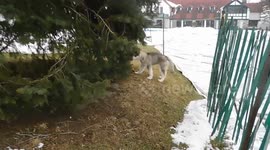 Alaskan Malamute Puppy Teaches Children about The Natural World