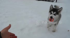 Alaskan Malamute Puppy Recalls Ball 1st time