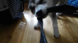 Alaskan Malamute Puppy Revenge for Being Filmed