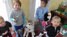 Alaskan Malamute Puppy Sojou Thank You Goodbyes