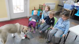 Alaskan Malamute Puppy Squeaky Story Time with Preschoolers
