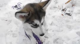 Alaskan Malamute Puppy Building Confidence with Children Outside