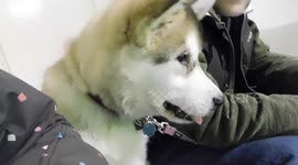 Alaskan Malamute Puppy First Time in Hockey Arena as a Spectator