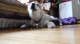 Alaskan Malamute Puppy Dont Talk Back Squeaky Toy
