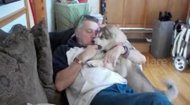 Alaskan Malamute Puppy Therapy