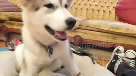 Alaskan Malamute Puppy Start Grooming ASAP