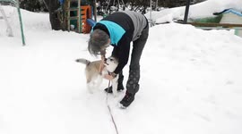 Alaskan Malamute Puppy Finally Has Arrived