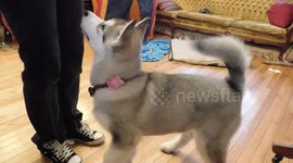 Alaskan Malamute Puppy Paw 1st time ever