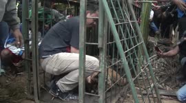 Sumatran Tiger Rescue