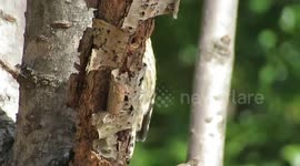 Sparrow and A breakfast with Worm