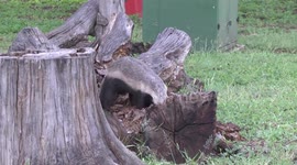 Honey Badger male digging in log