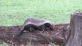 Honey Badger male excavating rotten log