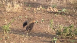 Honey Badger male foraging digging eating