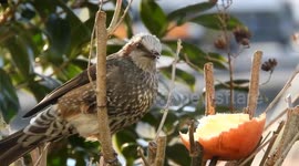 Sparrow Bird and Apple in the garden