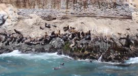 Newsflare Edit - Playful seals chase tourists boat off Peru coast