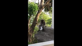 Monkey tries to drink Coke in Bali