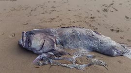 Monster 2-meter fish washes up on Australian beach