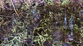 Frogs roads and fresh air