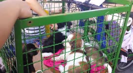 Cutest ever dogs for adoption are playing in Zagreb, Croatia