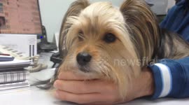 My cute Yorkie got angry