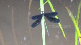 A Dragonfly and Spring Dance
