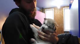 3 Week old Alaskan Malamute Puppy
