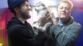 Alaskan Malamute 3 Week Old Puppy Kisses