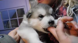 Alaskan Malamute Puppy Love