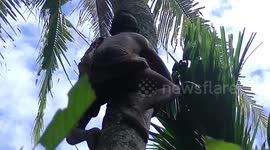 Blind coconut tree climber has been plucking fruits for 50 years
