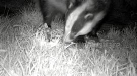 Badger, fox, hedgehog close ups.