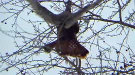 Watch wild turkeys fly in tree and eat berries