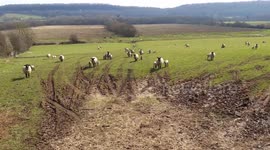 dozens of lambs and sheep bleating in field and walking towards gate on a sunny spring day