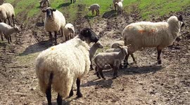 sheep with their lambs in a grassy field on a sunny spring day