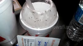 Hotel Ants - very unwelcome guests