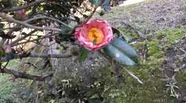 Bee and Thea amplexicaulis Flower