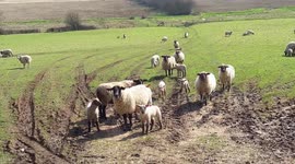 sheep and lambs together in field. Two sheep butting each other. Taken on a sunny day in Spring.