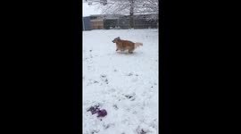 Five Golden Retrievers Playing in the Snow March 21, 2018 Snowstorm