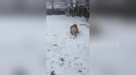 Newsflare Edit - Five Golden Retrievers Playing in the Snow March 21, 2018 Snowstorm