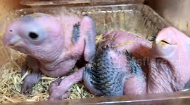 Two baby Parrots love to be pampered