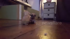 Tiny puppies playing walking and falling