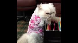 Cat Hard at Work