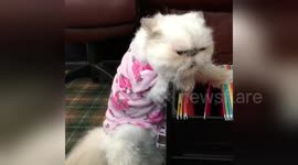 Newsflare Edit - Cat Hard at Work