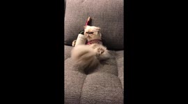 Cat after a long day of work
