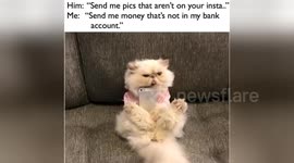 Newsflare Edit - Cat with an attitude about Social Media