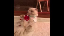 Parody of “I Touch Myself”