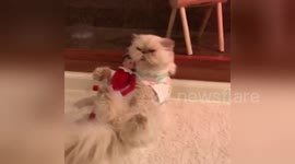 Newsflare Edit - Parody of “I Touch Myself”