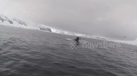 Scientists report humpback whale baby boom in Antarctica