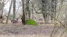 Deer in Forest