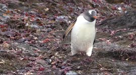 Penguin Beach Stroll